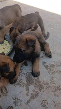 chien-bebe-malinois-bou-ismail-tipaza-algerie