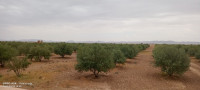 terrain-agricole-vente-djelfa-benhar-algerie