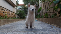 chien-husky-siberien-le-numero-correct-il-est-en-description-bou-ismail-tipaza-algerie