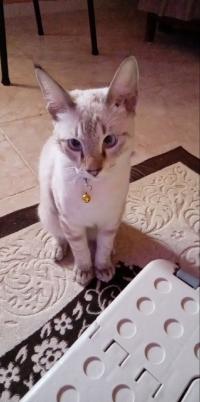 قطة-vend-chat-المعالمة-الجزائر