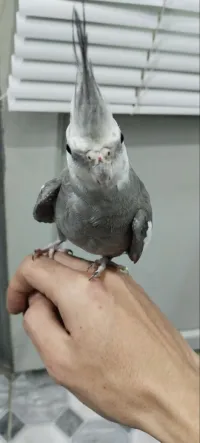 male cockatiel white face 