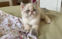 chat-chaton-persan-peke-face-exotique-shorthair-draria-alger-algerie