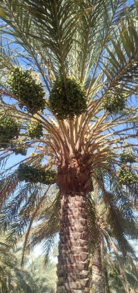 terrain-vente-biskra-lioua-algerie