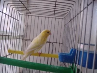 Canari femelle ordinaire