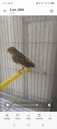 Femelle canaris panaché