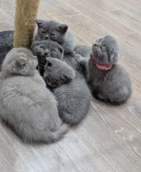 British Shorthair & Scottish fold