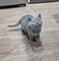 British Shorthair 