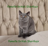 British Shorthair 