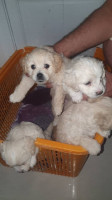 chien-bichon-de-race-a-vendre-alger-centre-algerie