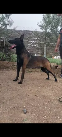 Mâle berger belge malinois