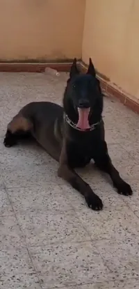 Berger belge malinois