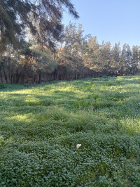 terrain-vente-blida-chebli-algerie