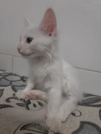 Chat angora Turk femelle 2,5 mois avec accessoires