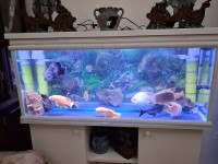 animals-accessories-aquarium-12m-avec-meuble-dorigine-blanc-equipements-hammedi-boumerdes-algeria