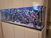 Conception Aquariums sur-mesure, Equipement et Poissons, entretien et assistance 