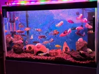 Divers poissons Cycledis d'importation 