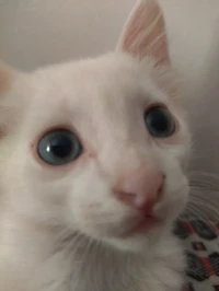 Chat angora Turk blanc 2 mois