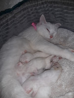 chat-couple-chats-angora-turk-blanc-1-an-alger-centre-algerie