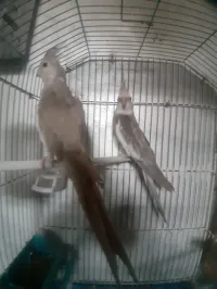 كوبل كالوبسي ذو الوجه الابيض مع الكاجة 