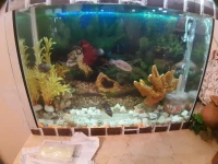 Aquarium plasma 45cm avec 4 Poissons cycledis accessoires 