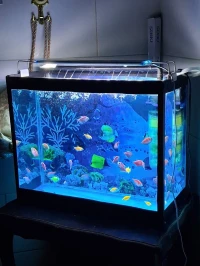 Aquarium Complet avec 12 poissons 
