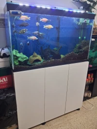 Aquarium avec meuble 1m Complet avec 35 poissons 