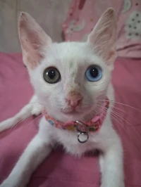 Chatons angora femelles 50jours et 2,5mois