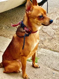 Chiwawa