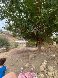 أرض-بيع-الجزائر-زرالدة