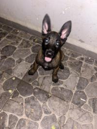 حيوانات-الأليفة-chien-برج-الكيفان-الجزائر
