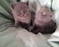 Scottish fold et british shorthair
