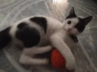 Adopter cette adorable chatte