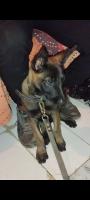 chien-malinois-femelle-blida-algerie