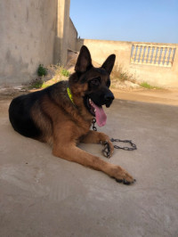 chien-berger-allemand-baraki-alger-algerie