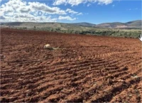 Vente Terrain Tlemcen Msirda fouaga
