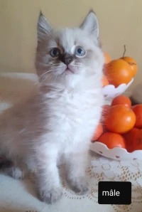 Chaton persan 
