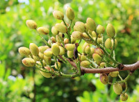 fruits-secs-pistachiers-de-qualite-exceptionnelle-rouiba-alger-algerie