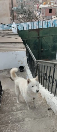 Mâle Husky Blanc ***Affaire***