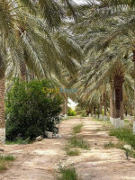 terrain-agricole-vente-biskra-tolga-algerie