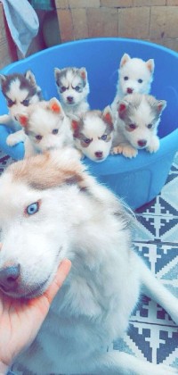 كلب-husky-القليعة-تيبازة-الجزائر