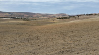 terrain-agricole-vente-oran-ain-el-kerma-algerie