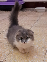 chat-scottish-fold-el-biar-alger-algerie