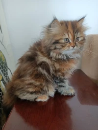 Chat persan chinchilla femelle Golden 