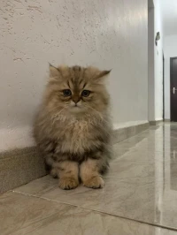 Chat Persan Chinchilla Golden