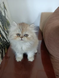 Chat persan chinchilla femelle silver shaded 