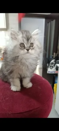 Chat persan chinchilla Silver shaded