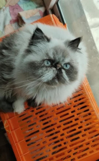 chat-persan-himalayenne-adulte-2ans-en-chaleur-oran-algerie