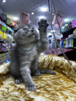 chat-scottish-fold-ain-naadja-alger-algerie