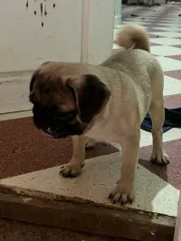 Chiots carlin 
