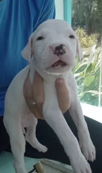 Chiots dog argentin 
